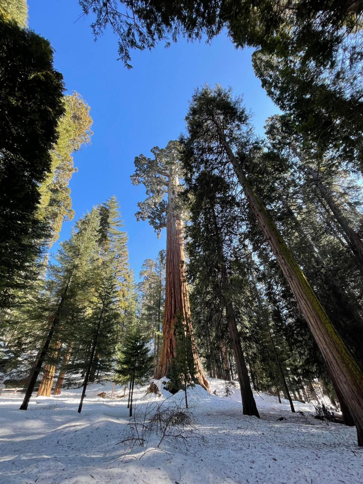 Enchanted Forest Dome ,10-15 Minutes To Kings Canyons-New Pellet Stove For Cozy Warm Nights Dunlap Exteriör bild